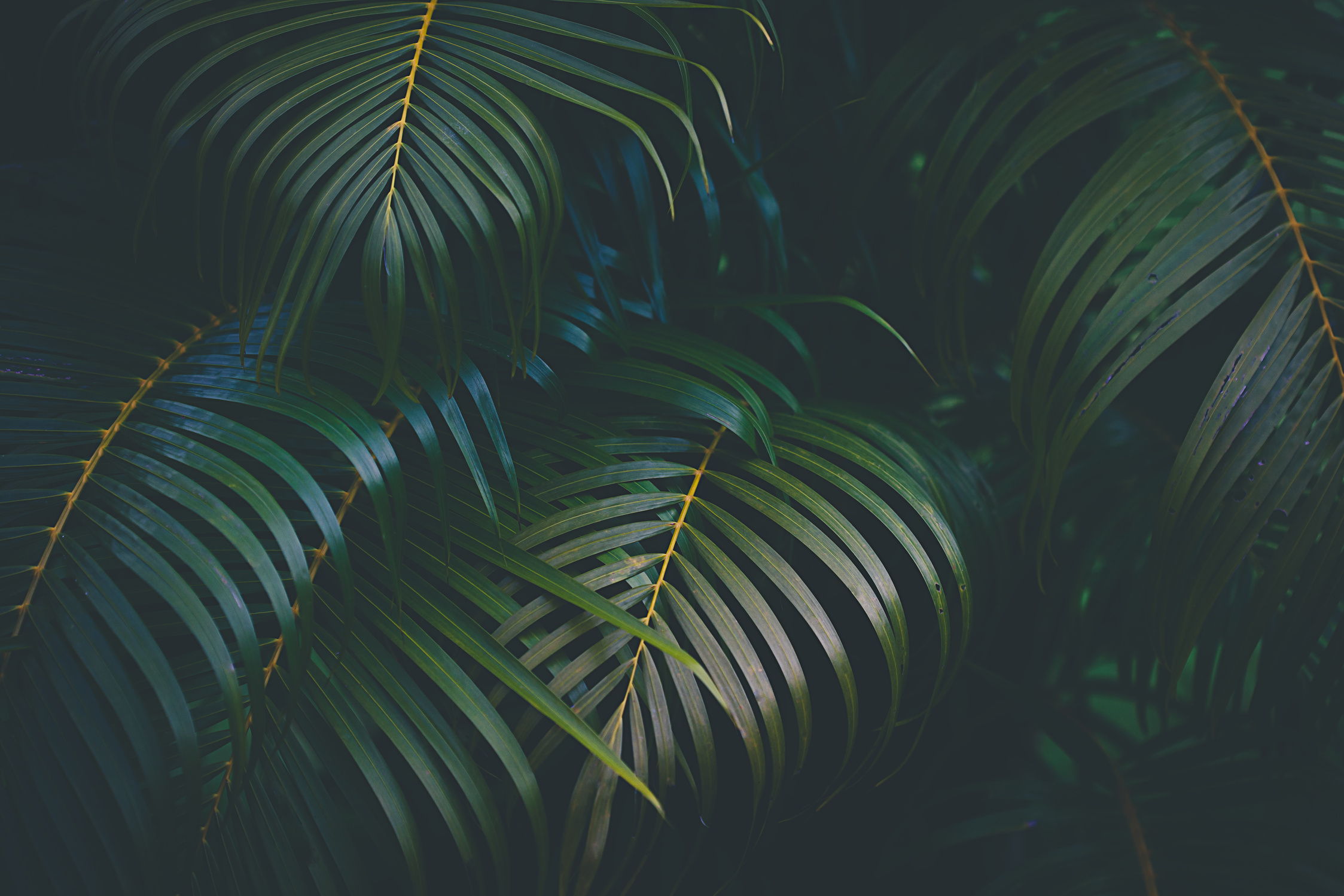 Palm leaves background